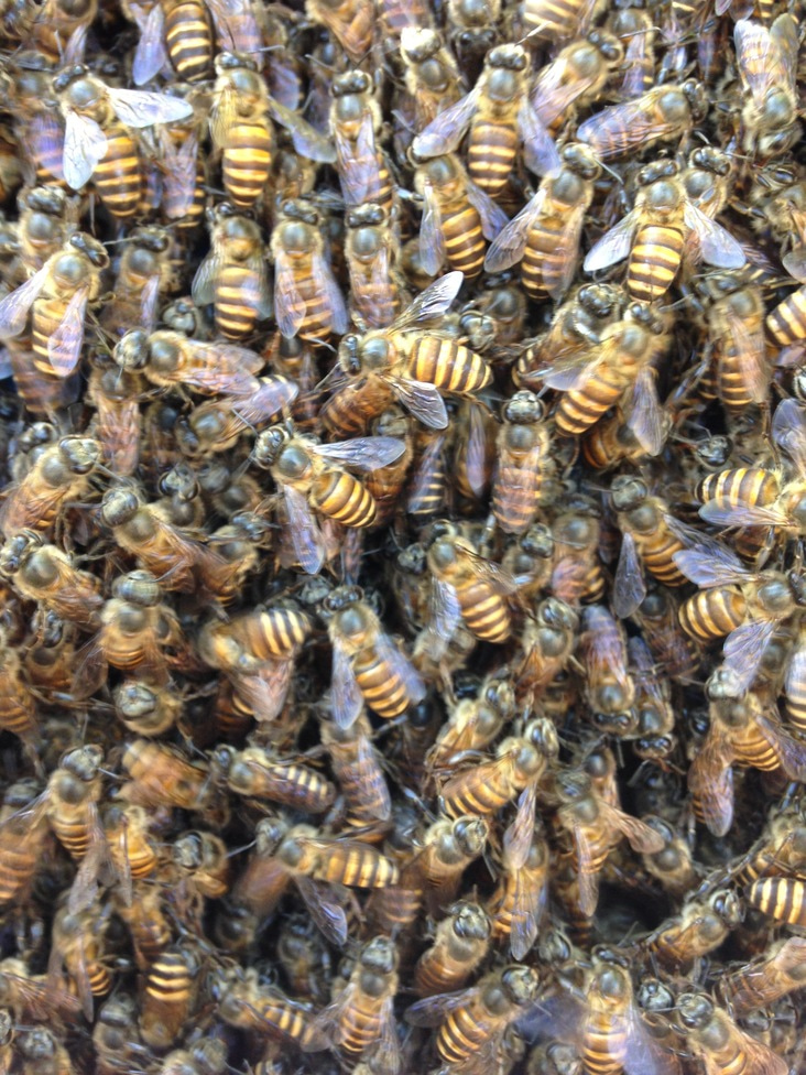 Honey bee invaders show us balancing selection in action